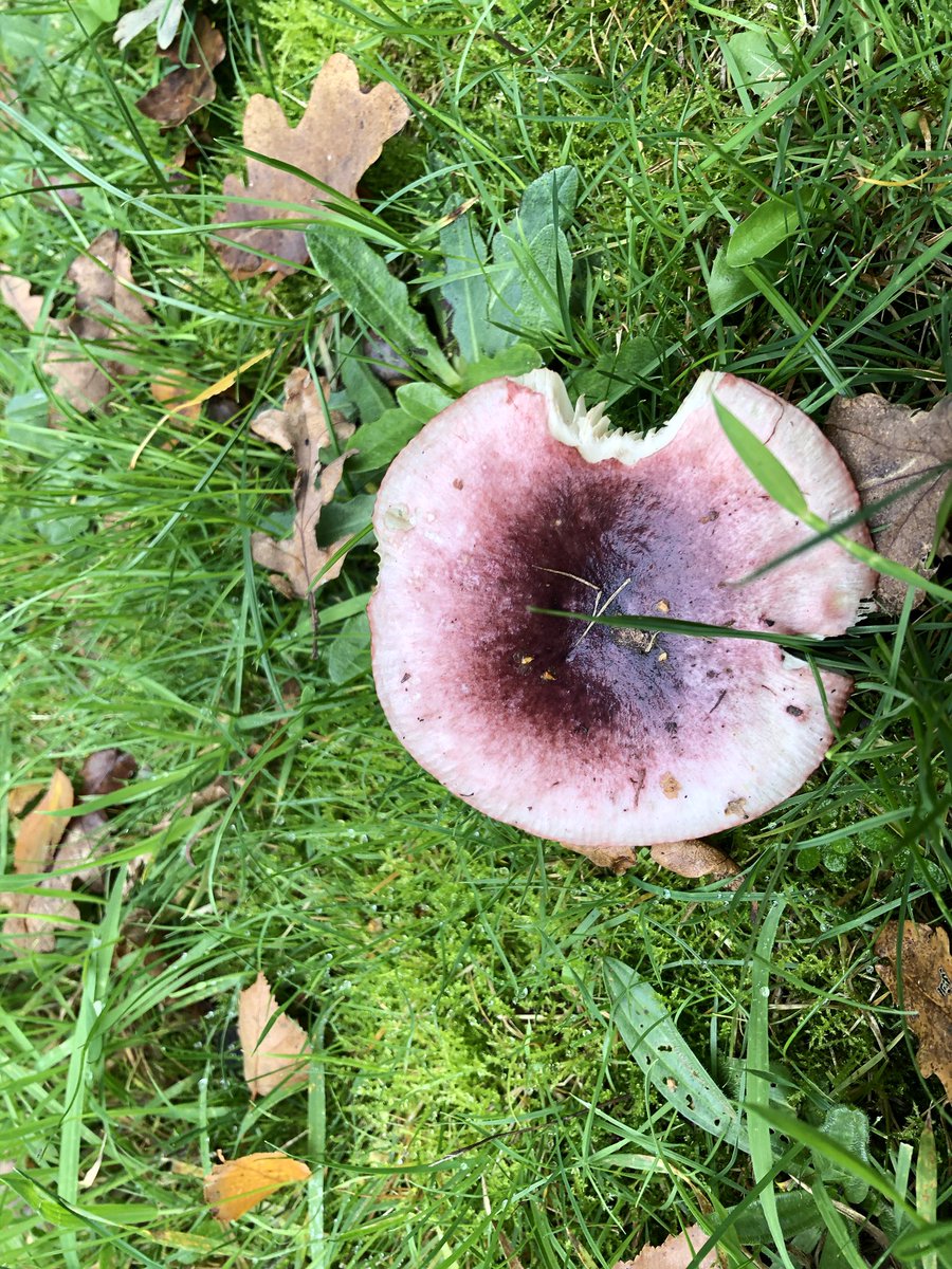 tillingtonchum's tweet photo. A few of the #fungi in the valley yesterday. The first one obviously tasty....or maybe not!
#WestonCommon https://t.co/FWMnIFiWwf