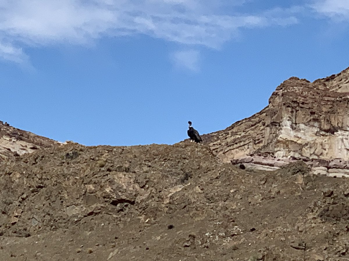 rchiverrell's tweet photo. Patagonia birds and a not bird - even seen a few Nandu https://t.co/TcMlNCyMl8