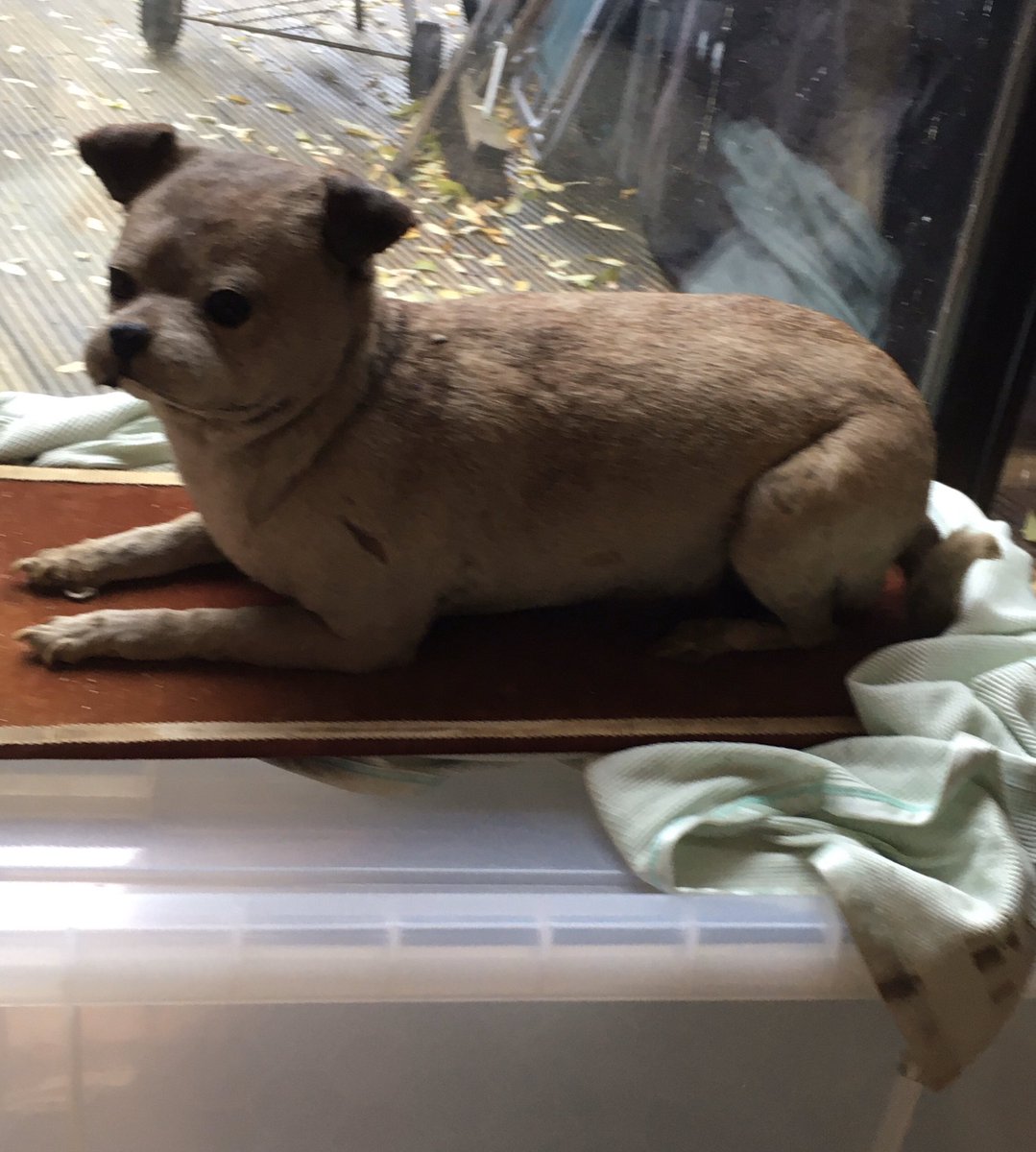 JonChapma's tweet photo. When your wife works for a specialist packing and shipping company #PackandSend and some taxidermy items for shipping have to come to your house because it’s Saturday and the shop is shut😂(this one is pick of the bunch) https://t.co/8bXlGYzvOH