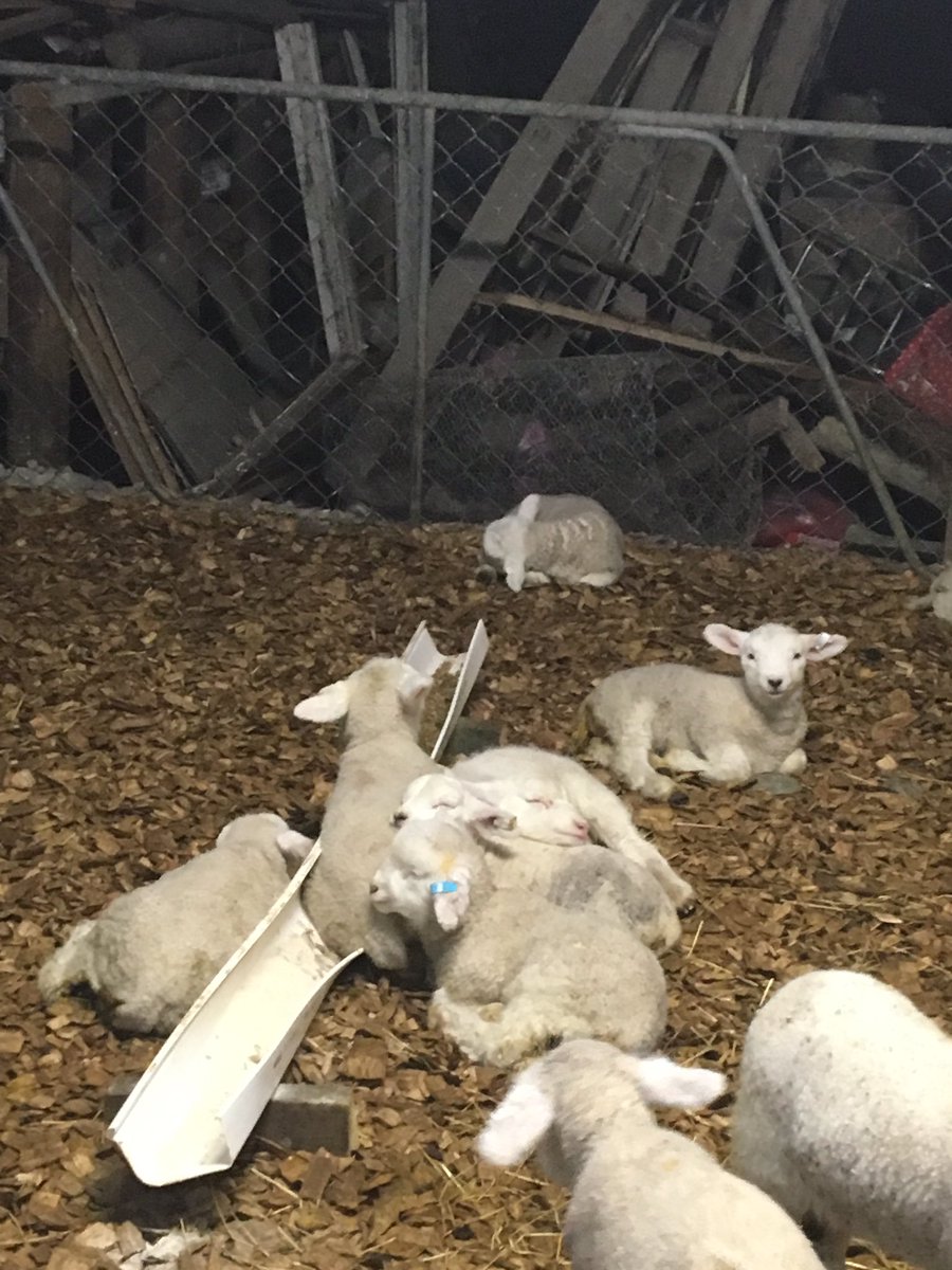Daily Sheep (@dailysheep1) on Twitter photo Don't let your partying end up with you in the gutter like these lambs <a href="/Dayzie72/">Just a gardener/sheep farmer</a>
#NewYearsEve Don't let your partying end up with you in the gutter like these lambs <a href="/Dayzie72/">Just a gardener/sheep farmer</a>
#NewYearsEve
