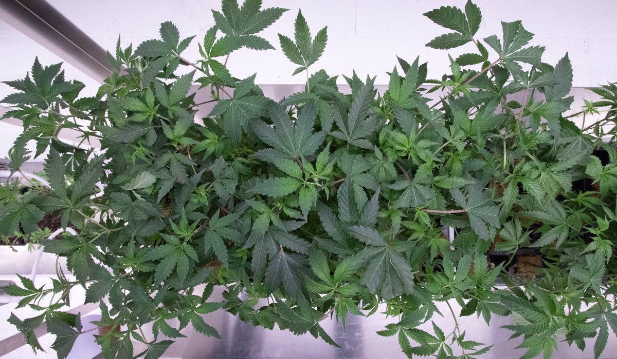 Clones 🌱🌱🌱🌱🌱
#sweetleafpioneer #legalineagle