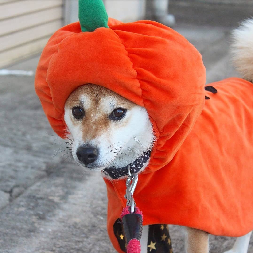 DogSolutions's tweet image. Have you ever look so good?