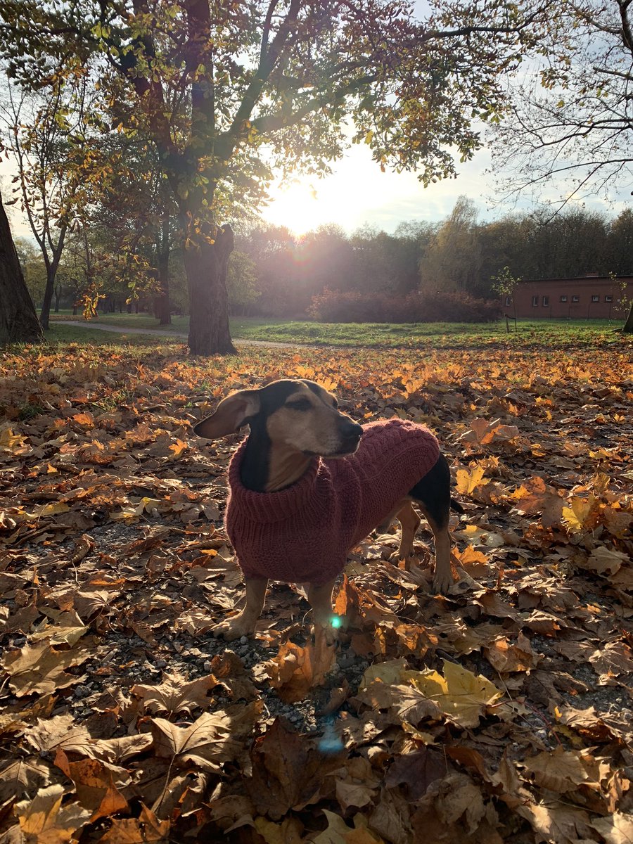 _mossk's tweet photo. #wooldogstore #wooldog #dachshund https://t.co/nKvVPI9boR