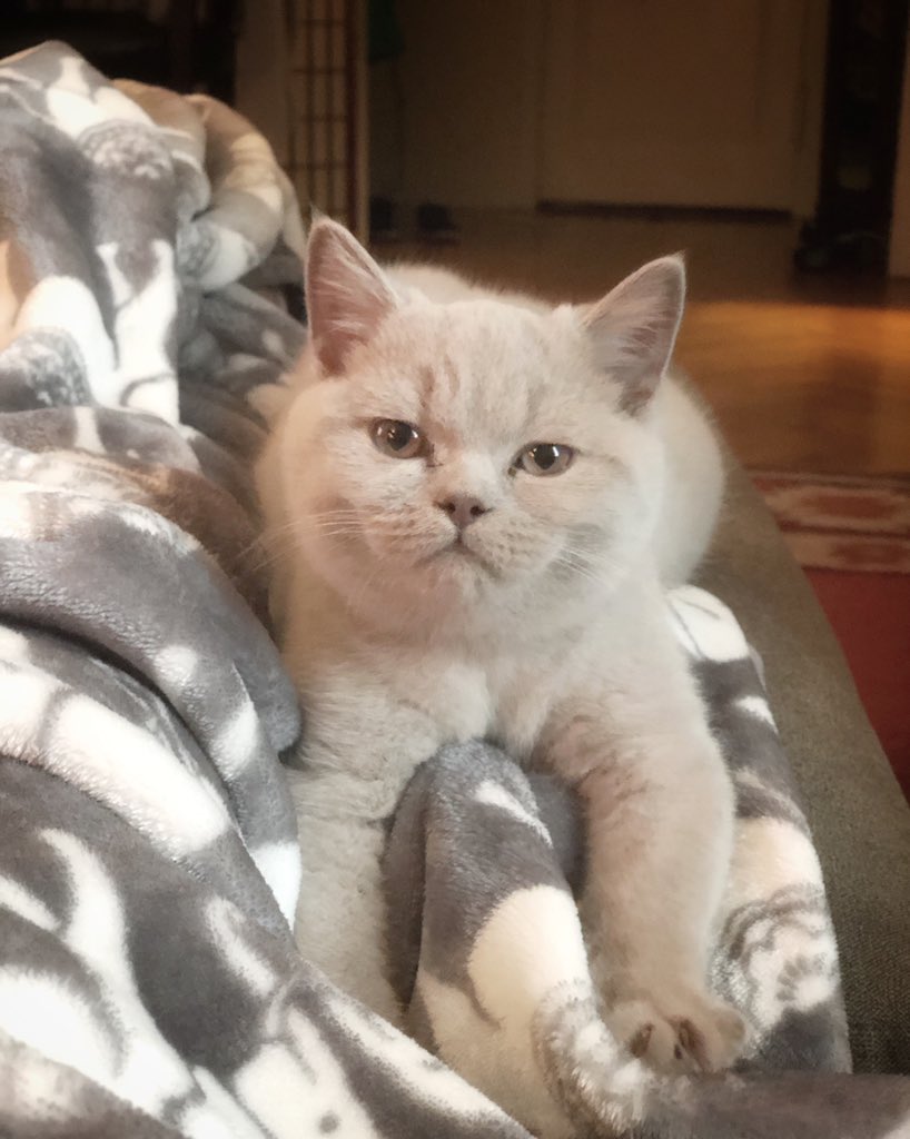 SchoolDropouts's tweet photo. @LizArcury @SarahAnnMasse Holy shit! That’s awful! Here’s Celine aka CiCi. Can’t believe people actually do stuff like that, so sorry 😐 https://t.co/bDVfLe18ec