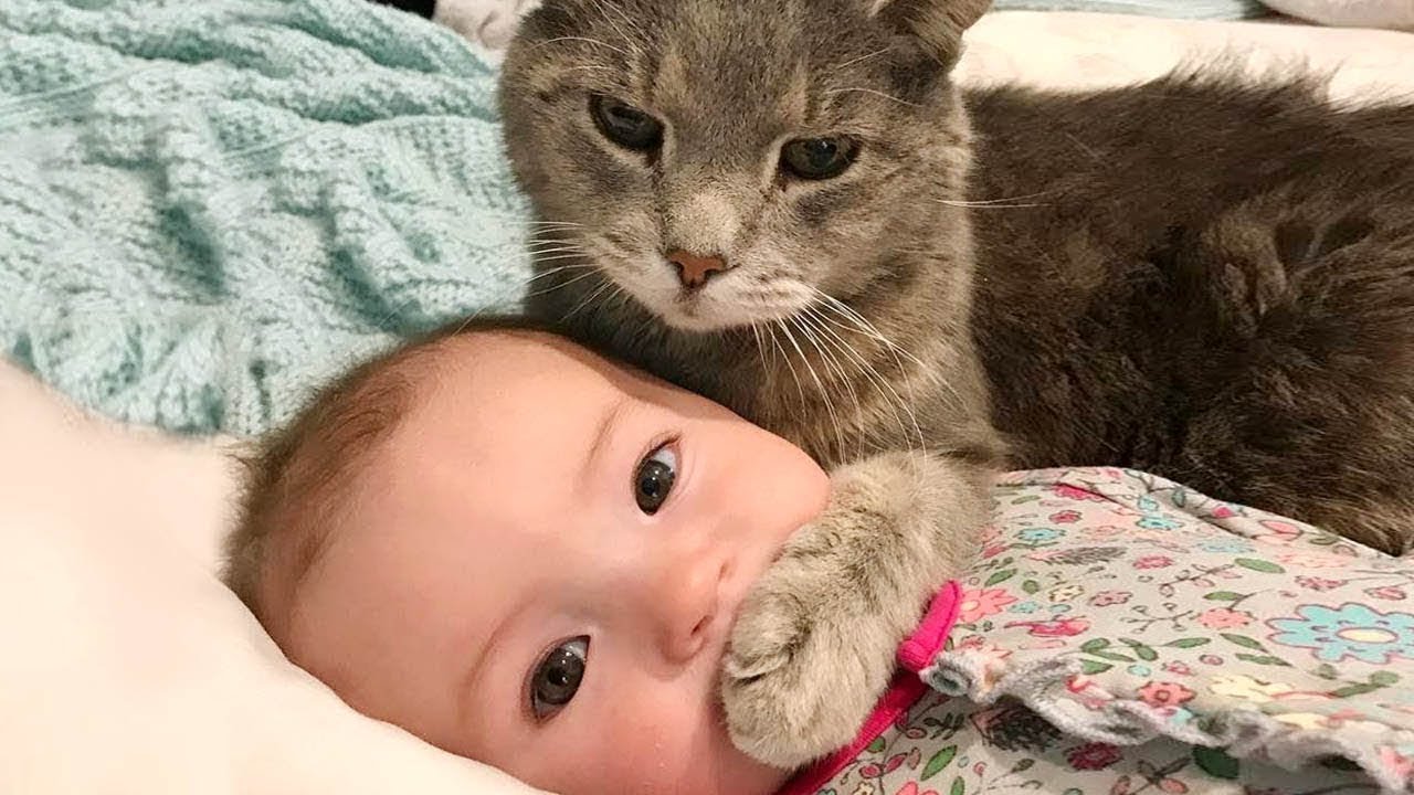 Meow Moe on Twitter: