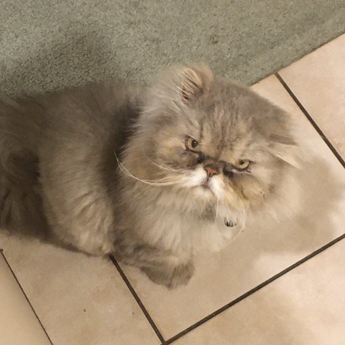 FrugalityFreedm's tweet photo. Two #housesitting interviews today with homeowners, to help fill in my Nov-Dec dates here in Auckland.
Current housesit cat remains unimpressed. #restinggrumpyface https://t.co/sBSLFsX7K4