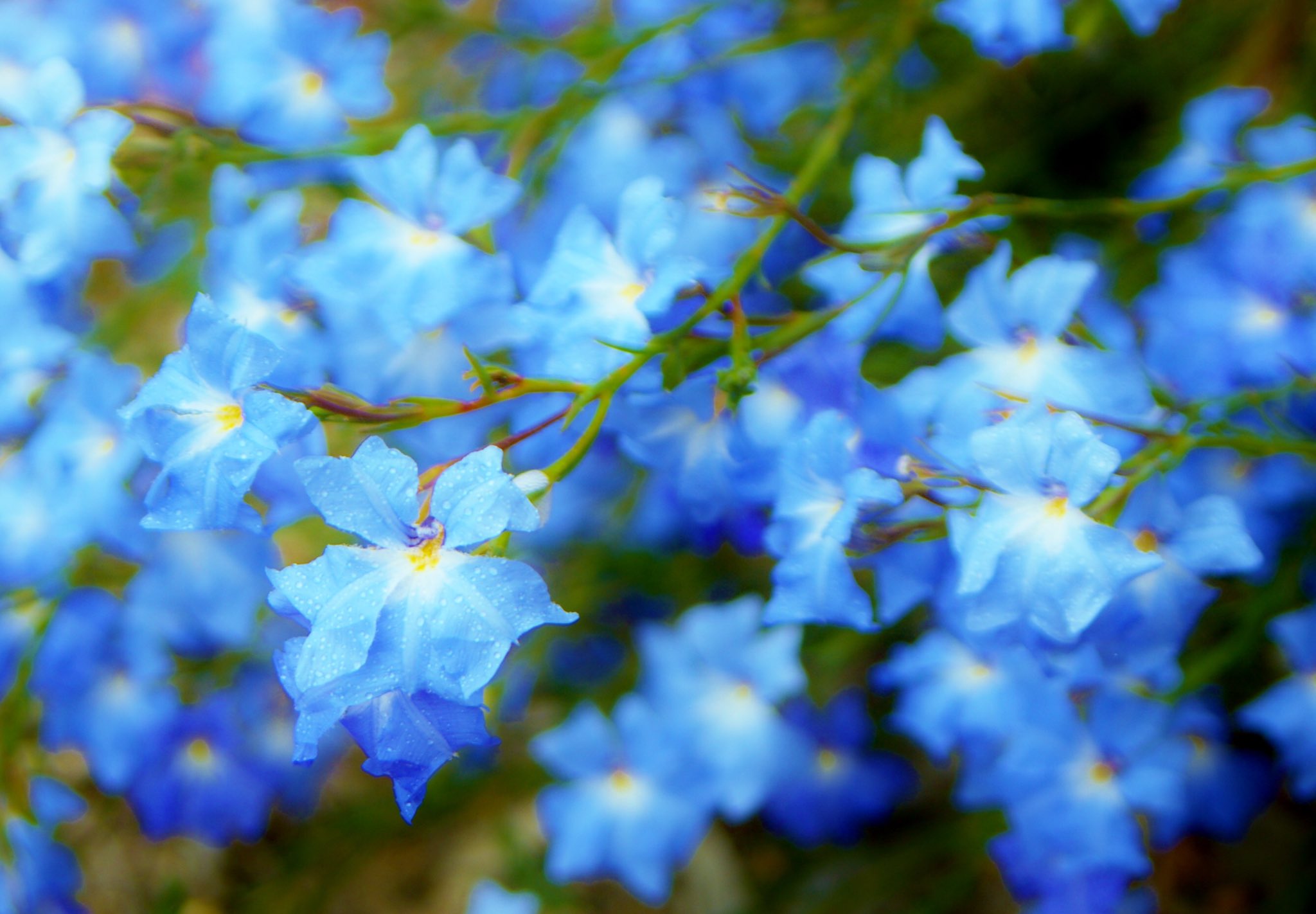 تويتر 花 على تويتر 11月3日の花 ハツコイソウ 初恋草 花言葉 淡い初恋 クサトベラ科 由来 その可憐な姿から 別名 レシュノルティア 原産地 西オーストラリア 花の色 白 黄 橙 桃 赤 青 阿久 悠 淡い初恋 消えた日は 雨がしとしと降っ