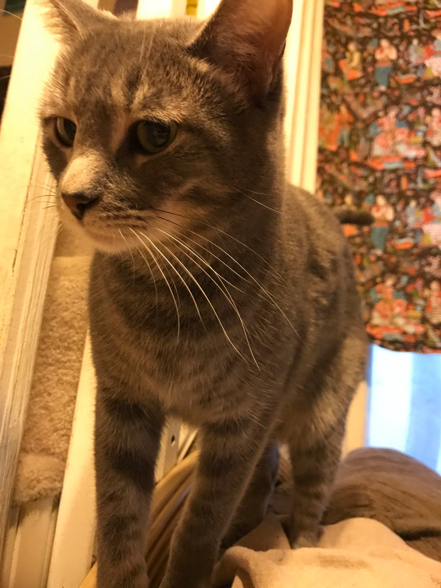 McAmberdawn's tweet photo. @AuthorRidge @MagicalDemise #HappyCaturday #CatsOfTwitter #Akiera https://t.co/nqpxY4HyFG