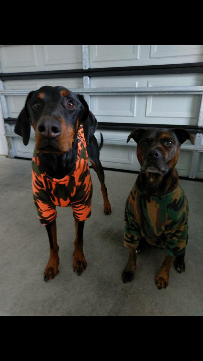 Picotrane's tweet photo. @doglab My boys in their winter jackets. https://t.co/sqj5cgTP2i