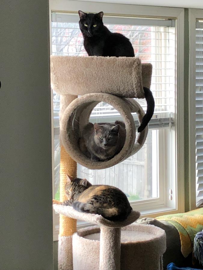 bryanjonker's tweet photo. Not sure if it's a peace treaty between the cats or just the healing power of sunlight https://t.co/5AIpGq5G3T
