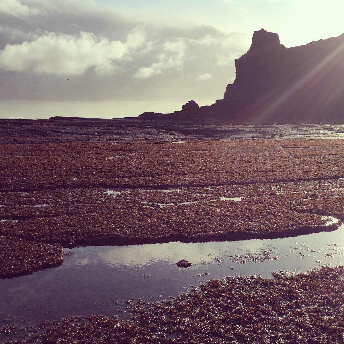 OctopusGardenSeaweed tweet media