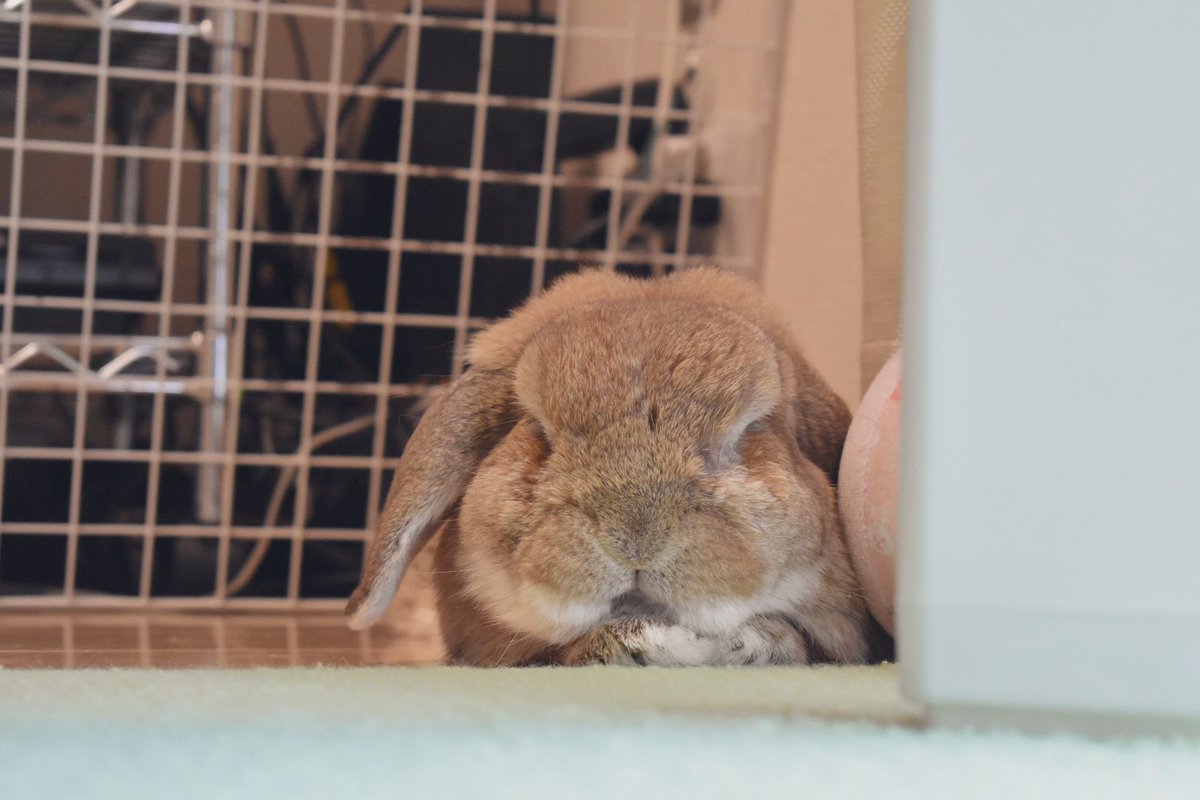 たいさ 飼い主 おさとこぶ どお ぼくきまってる V 1番カッコいい顔してみた キリッ すやあ Bunny Bun うさぎ ホーランドロップ