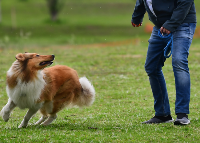 BluRadioCo's tweet photo. ‘Ocico Dog Park’, el parque especial para pasear a su mascota en Bogotá → https://t.co/x322O93id3 #MascotasBLU #EligeBluRadio https://t.co/9nAF1fyTqp