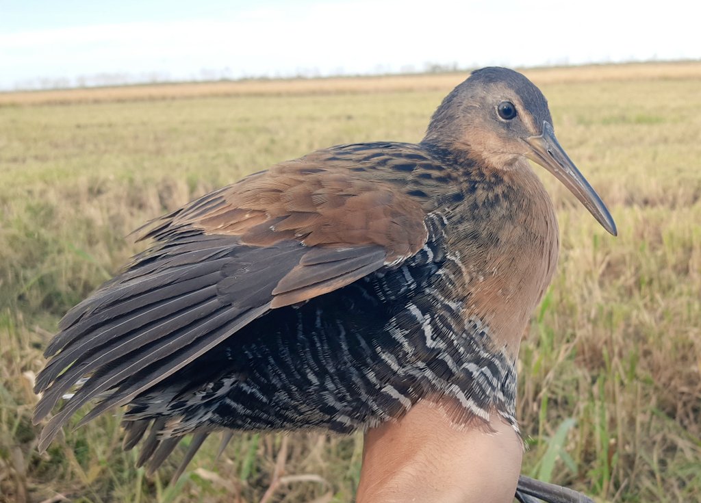 Erik_I_Johnson's tweet photo. King Rails are amazing beasts. We caught our only one @yellowrails1 #YRARF on the 2nd to last pass of the rice combine. @VitekJirinec @BirdNerdJustin @SarahMBolinger https://t.co/RMBkGD2rSM