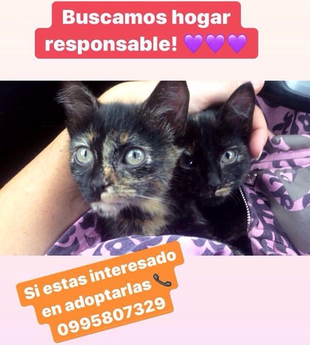 DANIELPAEZMusic's tweet photo. Unos amigos rescataron estos dos gatitos en el Parque Bicentenario y están buscándoles una familia (:

Aquí les dejo la info, porfa compartan! 🙏🏼😊 https://t.co/EGmDfORkpp