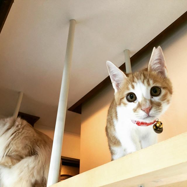 caracatcafe's tweet photo. 朝わだ

#里親様募集中
#岸和田子
#仔猫 #こねこ #kitten #kitty
#保護猫
#ねこのいる暮らし #ねこのいる生活
#cat #catsofinstagram #instacat #sweetcatshub 
#猫 #ねこ #ネコ #猫カフェ #caracatcafe  #箕面 #北摂
 #ccck128 https://t.co/cpgRbpb2jJ