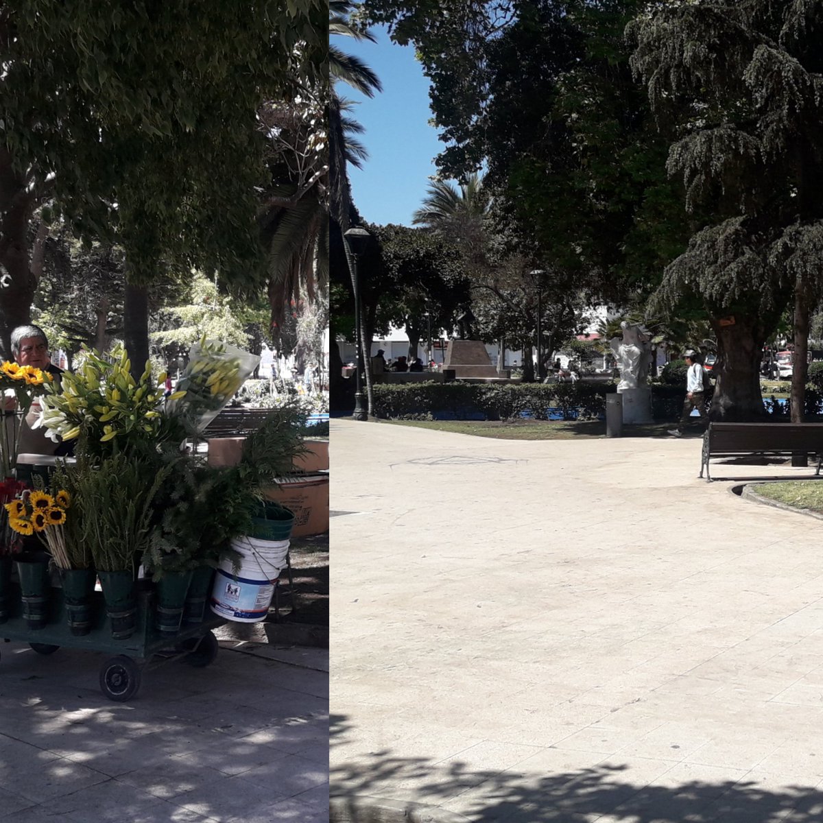 mpereze's tweet photo. Hoy al mediodía Plaza de Viña del Mar, el vendedor de flores volvió, las familias se apropian nuevamente del espacio publico, niños jugando y comiendo helados. #PazParaChile #SomosMayoria @PitxuSanmartin https://t.co/cGPMNkAb3A