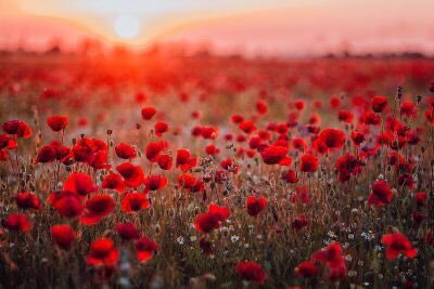 We will remember them. @PoppyLegion