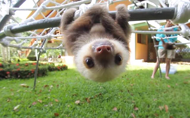 もはや天使！ナマケモノの赤ちゃんの画像が可愛すぎると話題に！