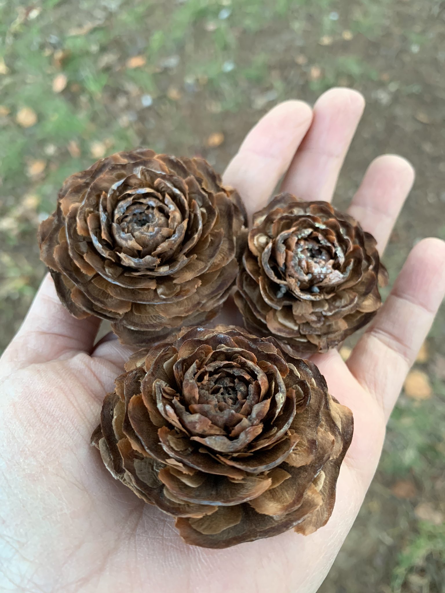 Twitter 上的 Inori 桜の落ち葉でバラを作りました 公園でヒマラヤスギの松ぼっくり シダーローズを見つけて バラが作りたくなったのでした 落ち葉が乾燥していて破れてしまい作りにくかったのですが なんとかできました 葉をまとめて縛っているのも桜の葉です