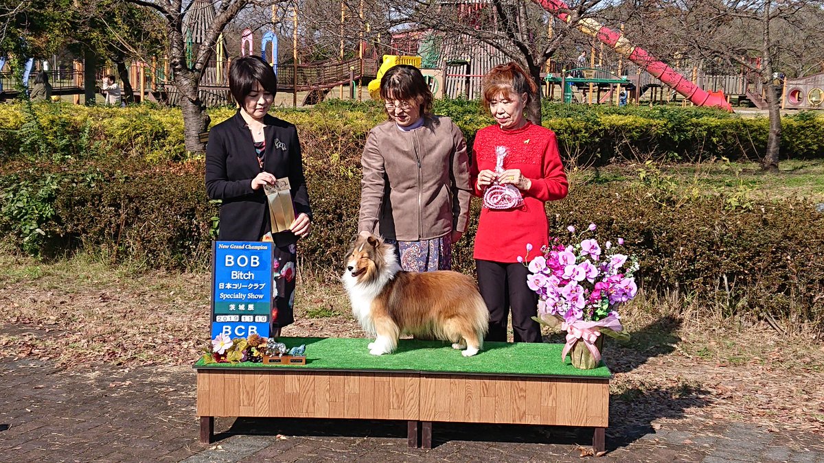 Ohnuki Shelties Onkshels Twitter