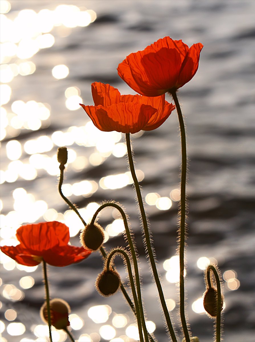 RoyalCornwall's tweet photo. Lest we forget.

#RemembranceSunday https://t.co/zRTZA5BaNG