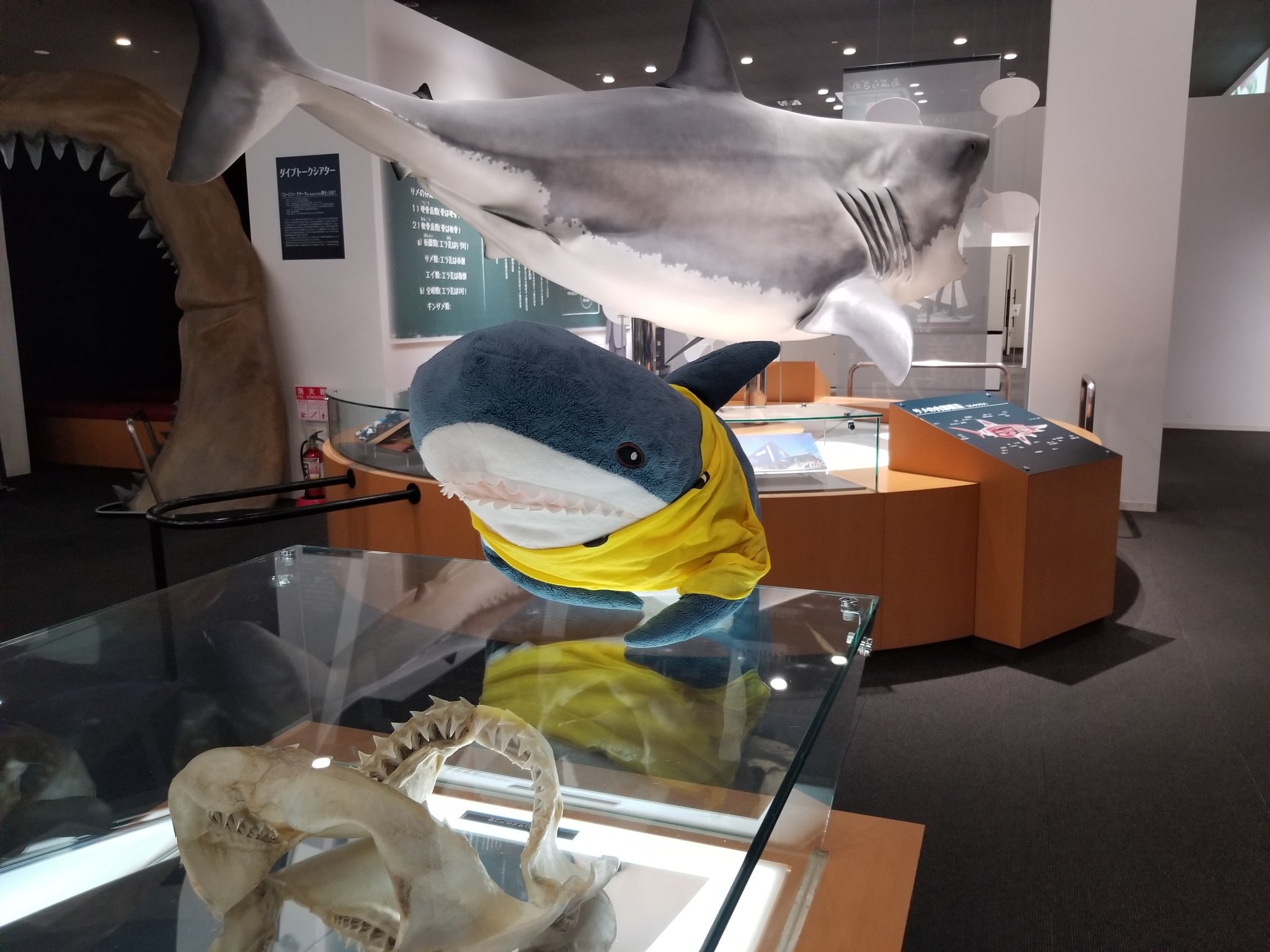 Ikeaのサメ用アカ ワタザメ サメの博物館 ｑサメより怖いのは何 ワタザメ サメだあ T Co Cigdawacqo Twitter