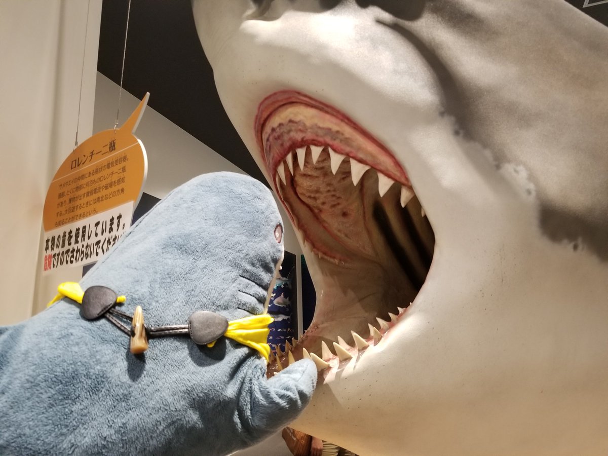 Ikeaのサメ用アカ ワタザメ サメの博物館 ｑサメより怖いのは何 ワタザメ サメだあ
