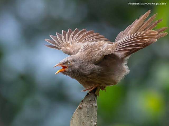 lkjhbn2356's tweet photo. #westwoodriversidegardenresortmunnar
#westwoodmunnar
#Munnar
#KeralaTourism
#ShowcaseMunnar
#ActivitiesinMunnar
#VisitMunnar
#SMARTMunnarhotels
#honeymoondestination
#Hillstationholiday
#MunnarBirds https://t.co/9QLvMOyoWd