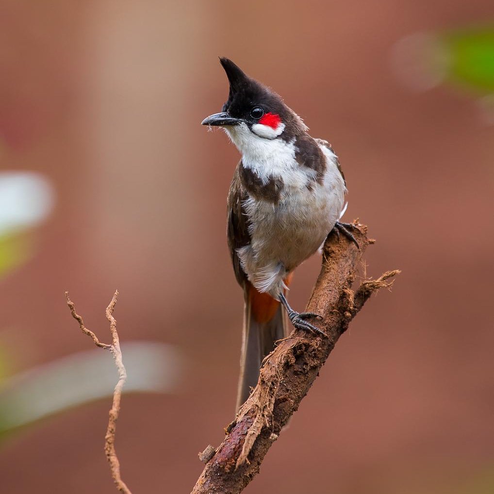 Manikan61658077's tweet photo. My Munnar: The bulbuls are a family, Pycnonotidae, of medium-sized passerine songbirds.
#Muunnar #Keralatourism #ShowcaseMunnar #BirdsofMunnar #VisitMunnar #RealMunnar #SMARTMunnarhotels #honeymoondestination #hillstationholiday https://t.co/kqooHk62rv