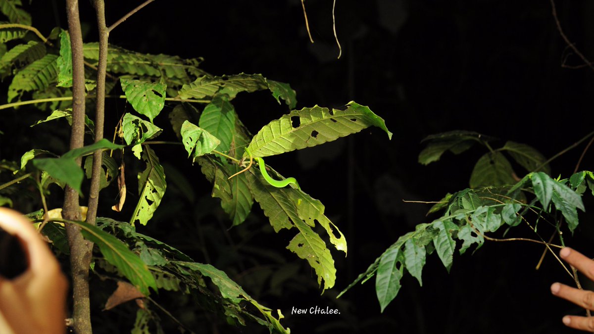 SnakeSn64743249's tweet photo. Night life. 💙🐍
งูเขียวหางไหม้ท้องเขียว Pope's Pit viper (Trimeresurus popeiorum)
#snake #snakezone #nightlife #snakes #lovesnake #reptile #reptiles #popespitviper  #trimeresuruspopeiorum https://t.co/lCAnsG7y5S