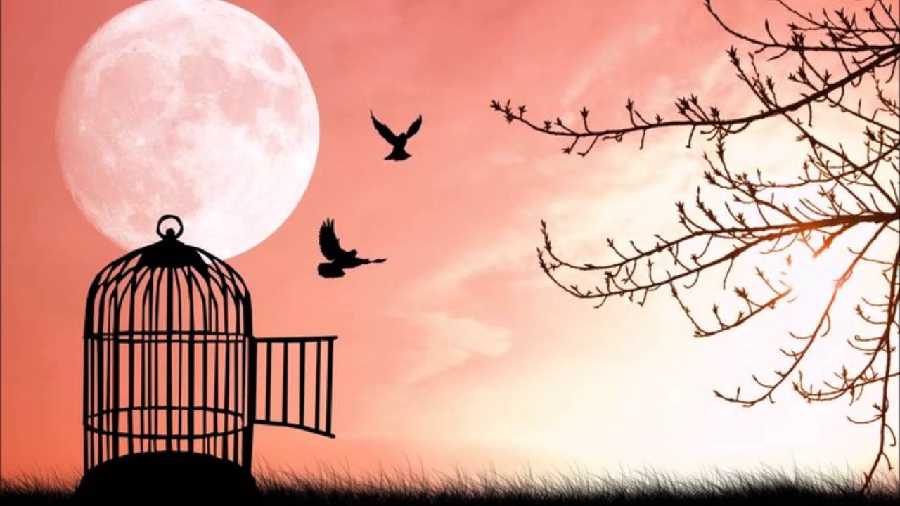 Птица свободы рисунок