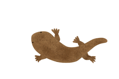 75 オオ サンショウウオ イラスト 無料 ディズニー画像のすべて 75 オオ サンショウウオ イラスト 無料 ディズニー画像のすべて