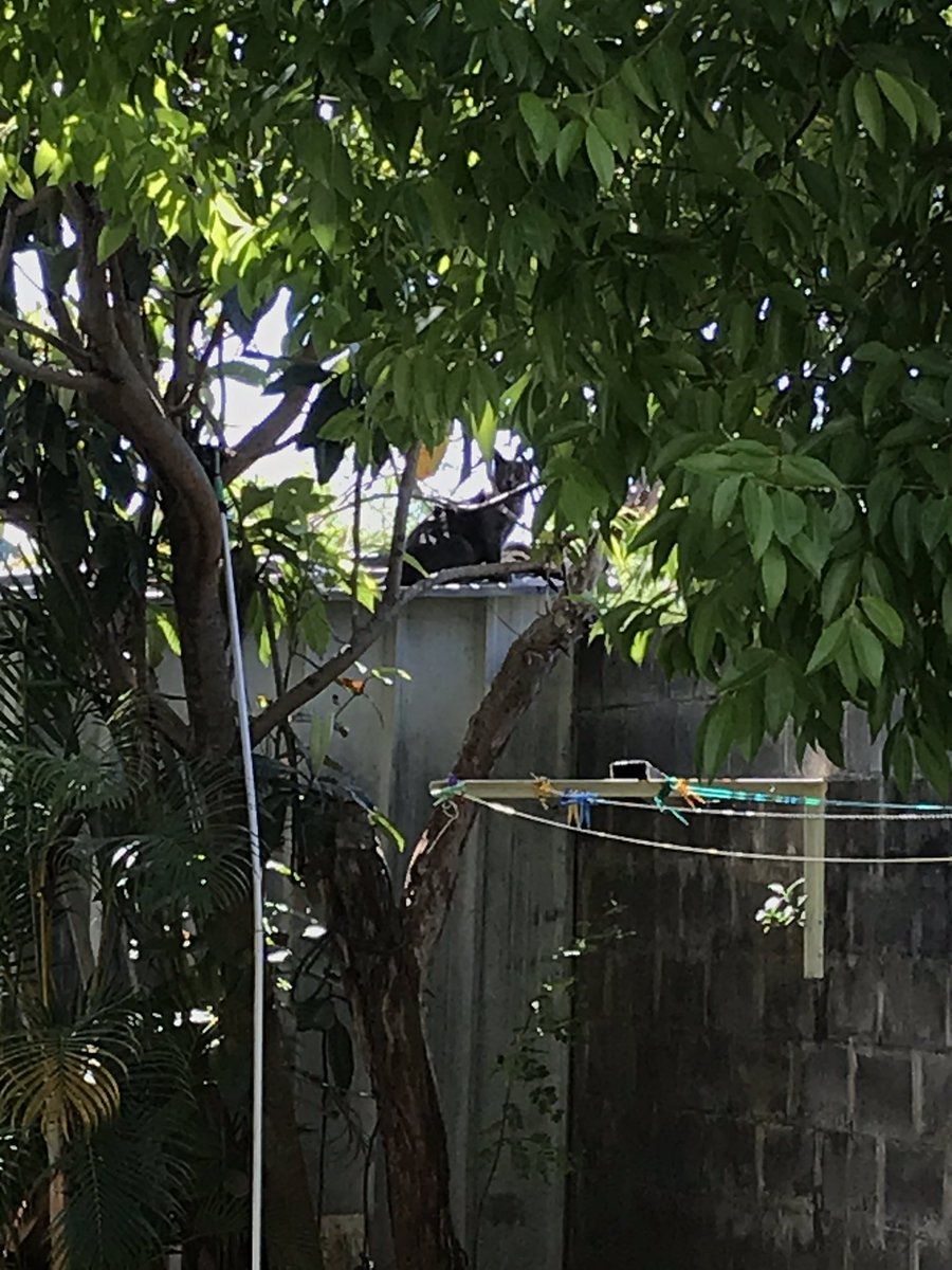 Pokhara8's tweet photo. 😹« Se regarder en chats de faïence » 😼
Bonjour ! 🦋
#chat #cat #gato #expression #mot #proberbe #citation https://t.co/zG6unrdPk4
