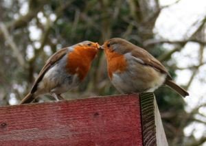 "Wo einst zehn Vögel gesungen haben,singen heute noch zwei". Was sich jahrzehntelang schleichend vollzog,schreitet heute in rasantem Tempo fort: der #Vogelschwund. Statt ihn zu stoppen, beschäftigen wir Menschen uns damit, die Lebensgrundlagen nachh. zu ruinieren:FGZ: "Themen"