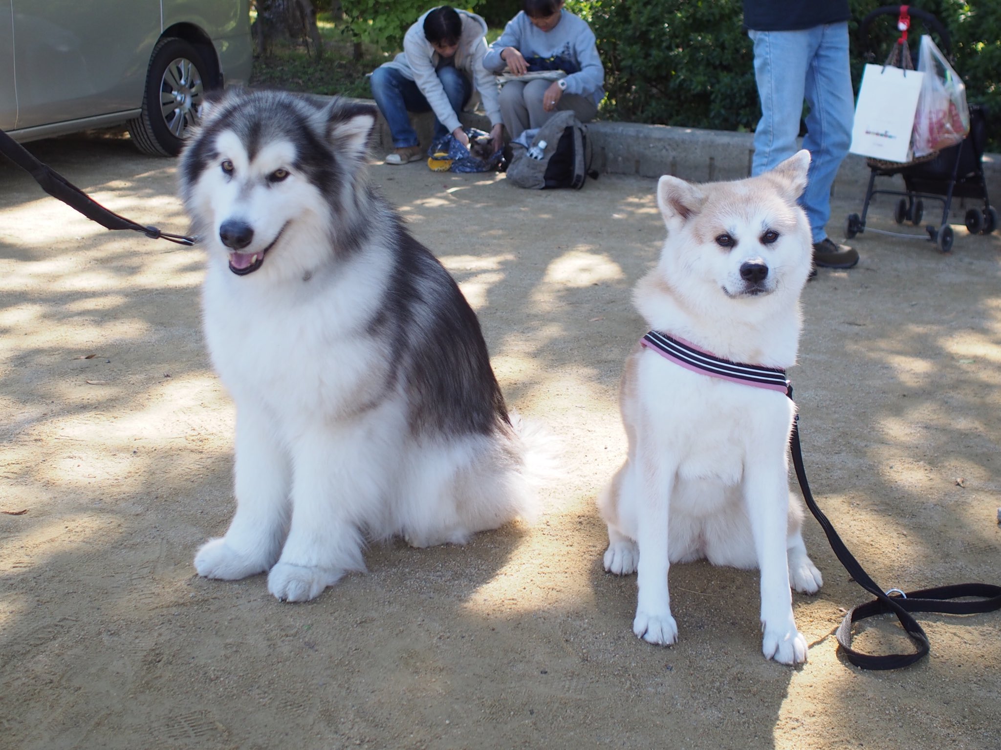 秋田犬ななゆき 今日はワンコのイベントだった お友達に会えたよ アラスカンマラミュート 秋田犬 T Co Xi8nbwf1vj Twitter