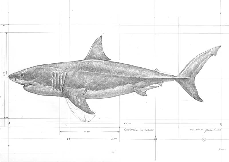 「ホホジロザメの原寸大油彩を制作しようと思い、スケッチを描いてみた。サイズは全長4」|小田　隆　Oda Takashiのイラスト