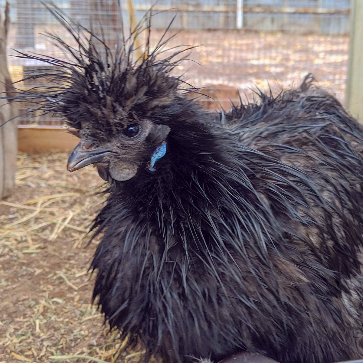 jfkaczmarek's tweet photo. #sigrΓΊn didn't know what to do in the #rain... So she stood there ππ§οΈ
#babysfirstrain #backyardchickens #sosmart #silkies #wet #soaked #chickenmodel https://t.co/tLbiB6TGc3