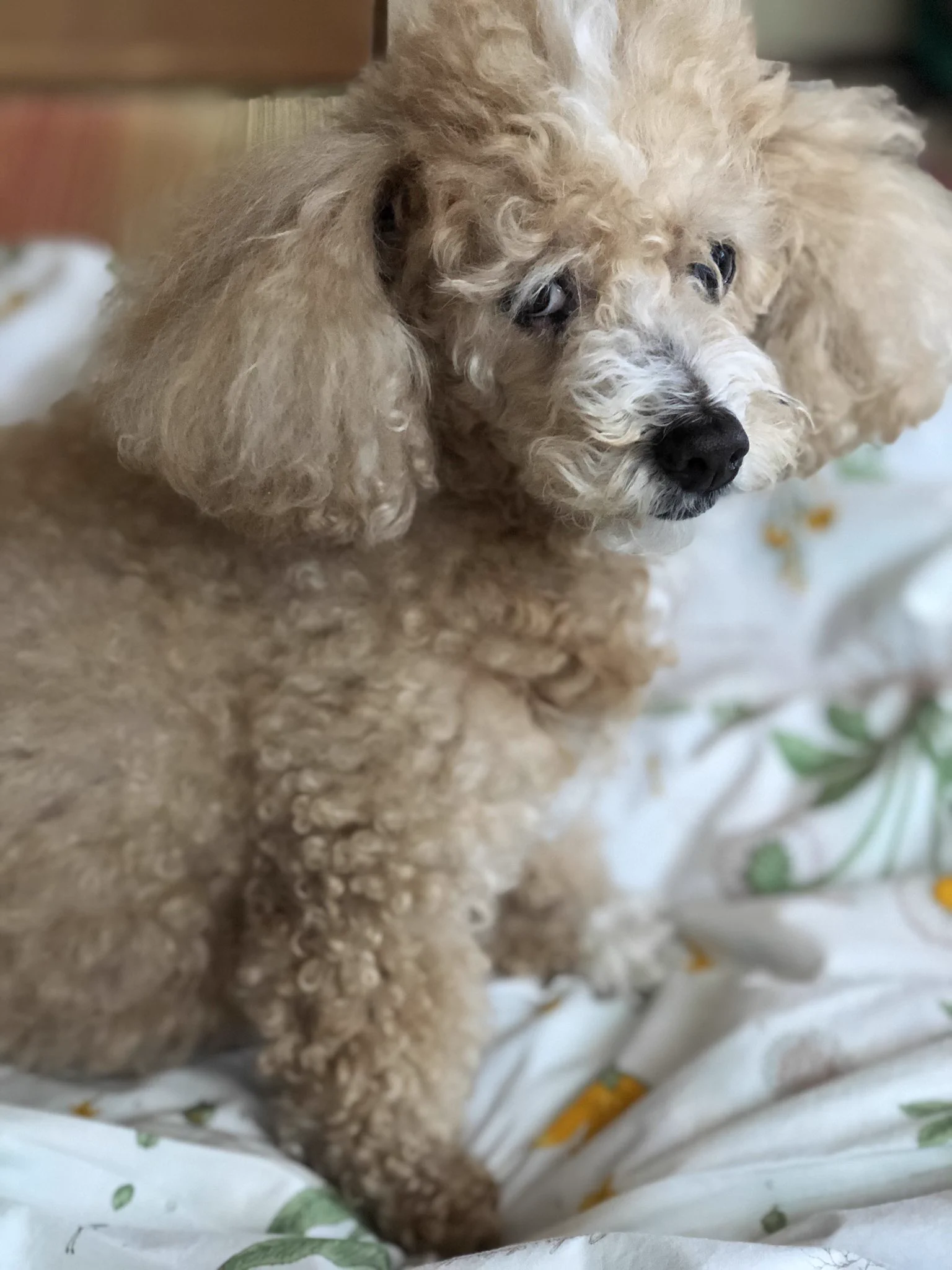 @hidekiccan うちの🐶もテーブルごっつんしたことありますよ。今は13歳、既習済みの事はやりません。 