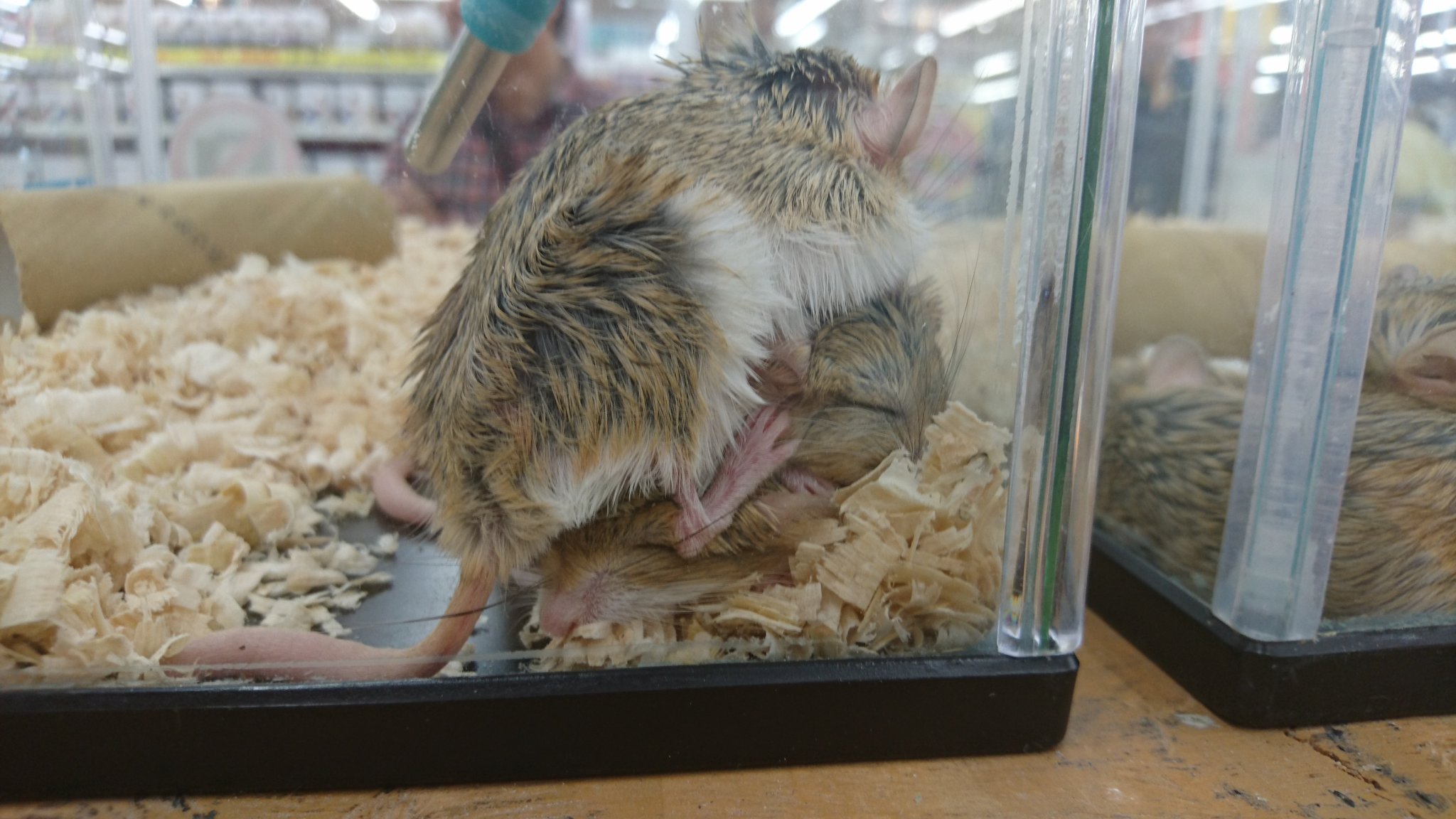 Twitter पर ホームアシスト清水駒越店ペットコーナー 本日よりマカロニマウスの販売を開始しました ペアでの購入はいかがでしょう マカロニマウス ジャンボエンチョー 小動物