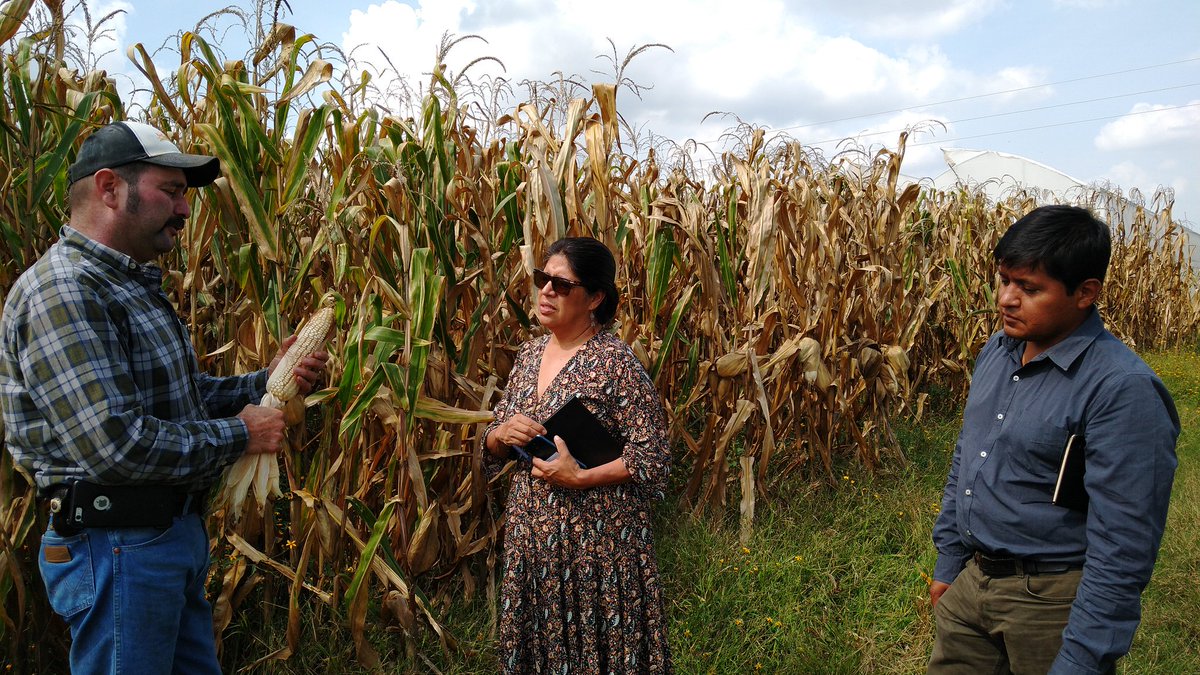 Visitando a productor Fernando Ramírez  Gerencia del <a href="/HubBajio/">Hub Bajío</a> <a href="/Red_InnovAC/">Helios Escobedo Cruz</a> <a href="/CIMMYT/">CIMMYT</a> revisando daños por sequía