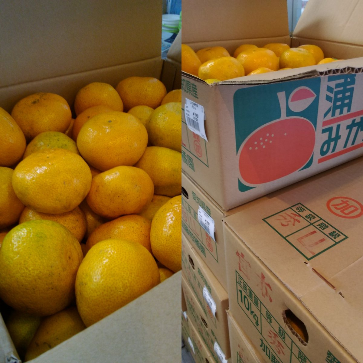 道の駅 藤川宿 蒲郡みかん 箱売りしています 一箱1980円 本体価格 道の駅 藤川宿 蒲郡みかん 箱売りしています 一箱1980円 本体価格