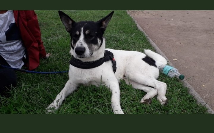 🐕Perrito comunitario busca hogar, lamentablemente hay personas que no lo quieren y corre peligro en la calle, se entregará esterilizado #Ñuñoa
 #AdoptaNoCompres #adoptauncallejerito #chile