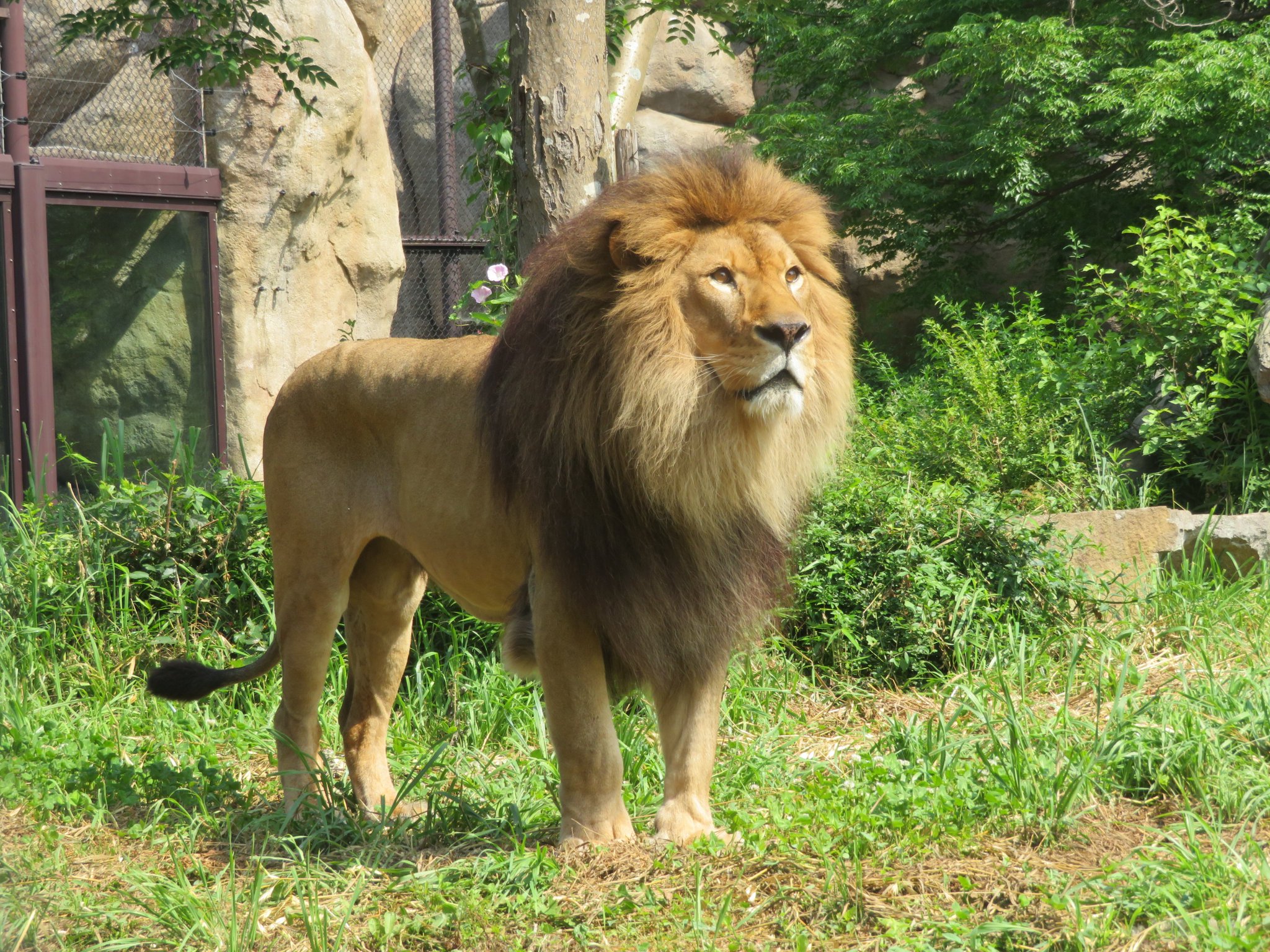 公式】横浜市立よこはま動物園 ズーラシア على X: 