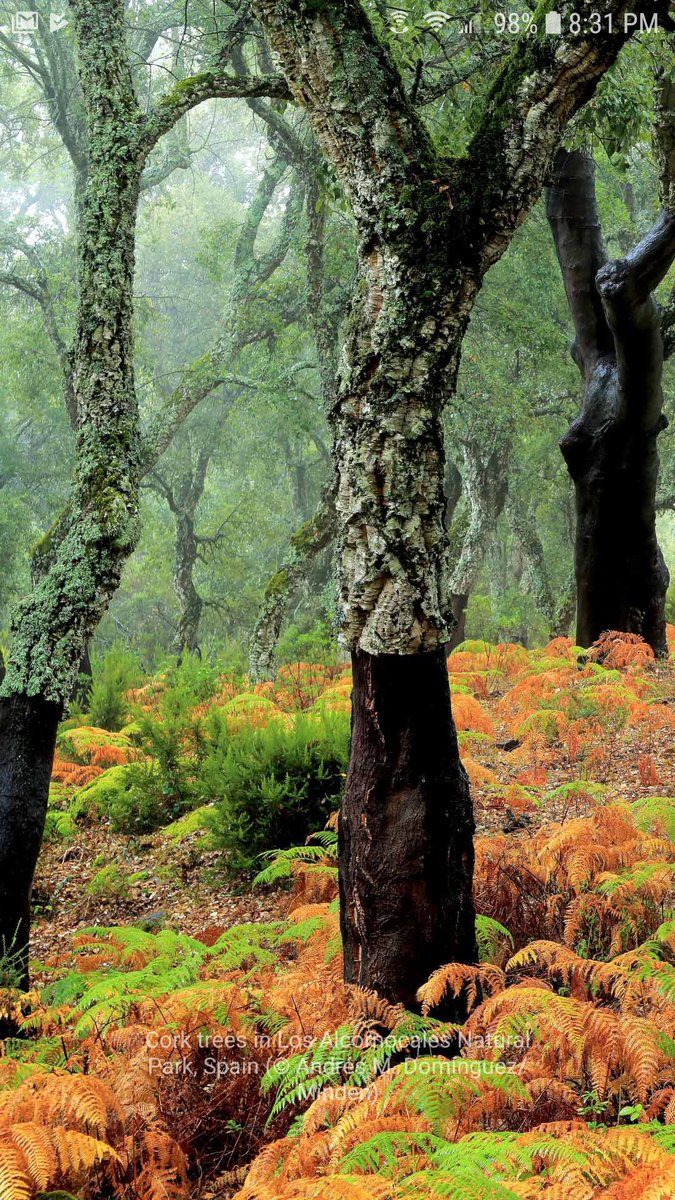 StorkOnTheCork's tweet image. #MicrosoftLauncher background of the day