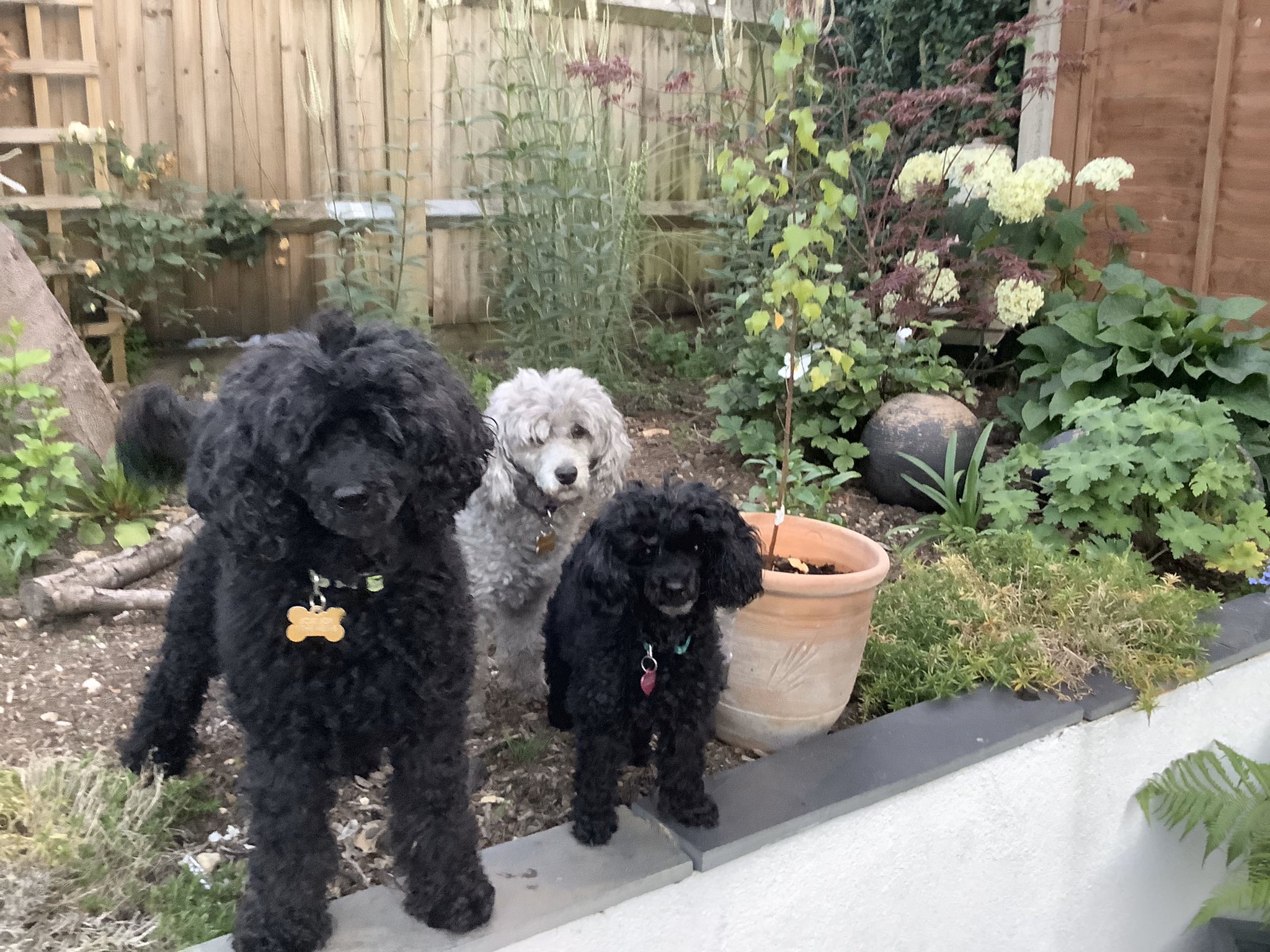 julie s toy poodles