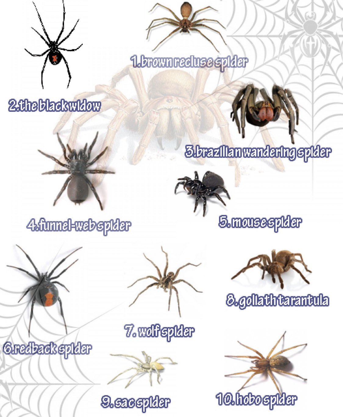 World's most venomous spiders: Are these deadly spiders as