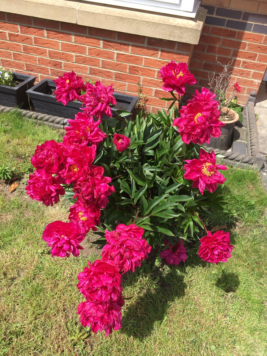 Day 10- Happiness is looking after my plants. Gardening is good for both mental and physical health. For me my plants are like my pets, great joy to look at the luscious greenery, such a stress buster! #gardening #plantsforlife #10daysofhappiness