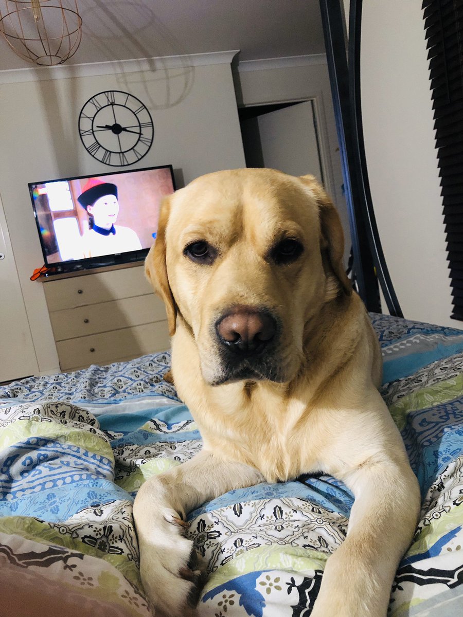 niceboots251's tweet photo. @doglab This is our Brooklyn he is currently recovering from a car accident 😔 https://t.co/BTRXiY5W8e