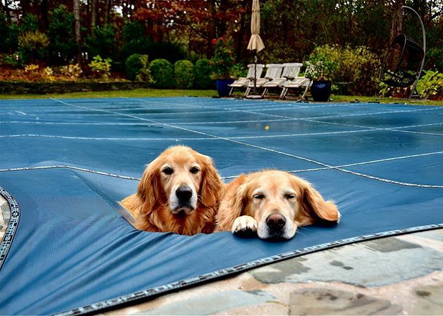 Worst. Day. Ever.
🐾
#closedfortheseason #noswimming #nodiving #saddog #swimminginourtears #feelingsorryformyself #rescuedog #goldenretriever #eastquogue #hamptons #hamptonsdog #dogsofthehamptons #dogsofinstagram ift.tt/2N99glk